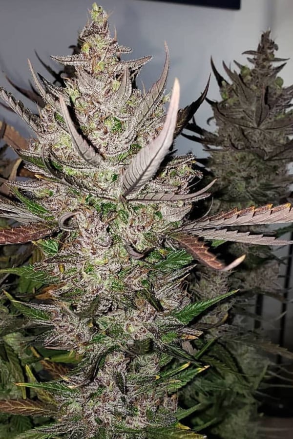 Buy C4 Auto Cannabis Seeds | Fast Buds