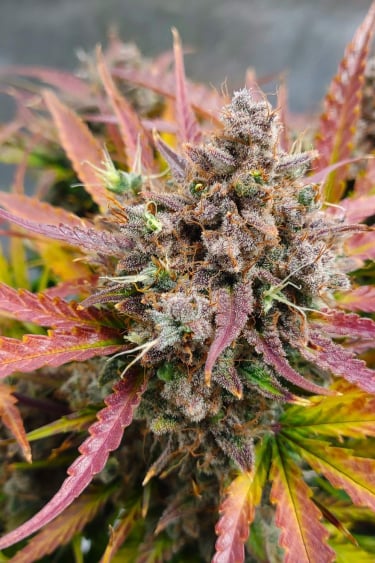 Instagram Amnesia Z Auto