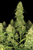 Instagram Sour Jealousy Auto™