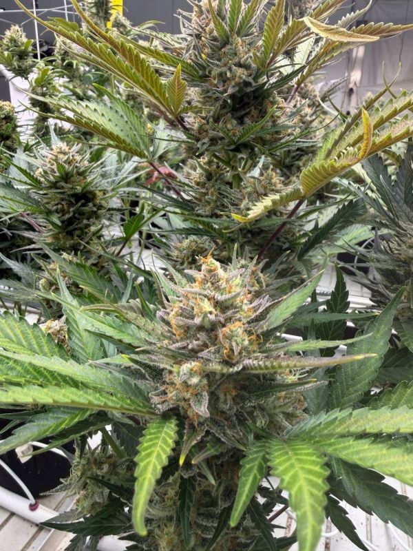 Instagram Chemdawg Auto