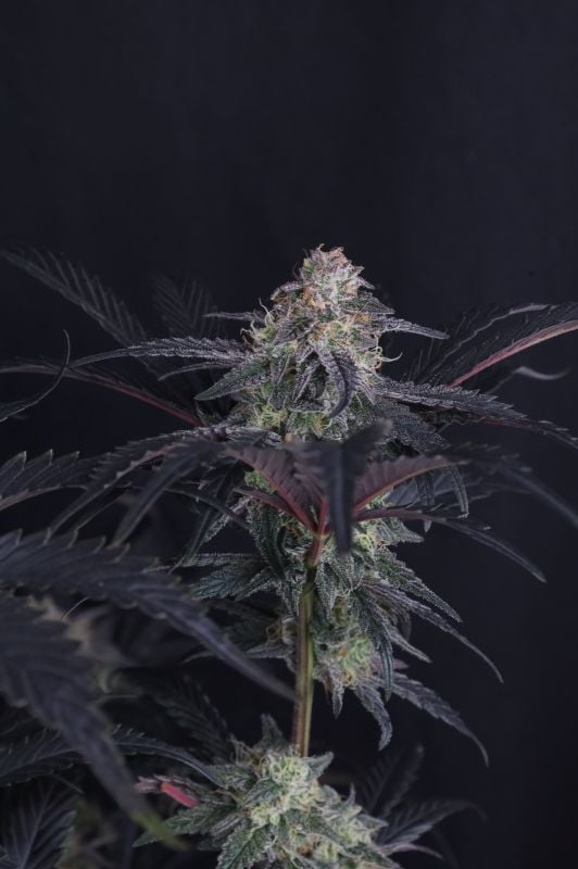 Instagram Mendo Frost Auto