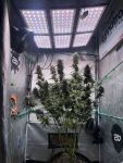 Instagram Mendo Frost Auto™