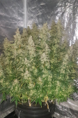 Instagram Gorilla Z Auto