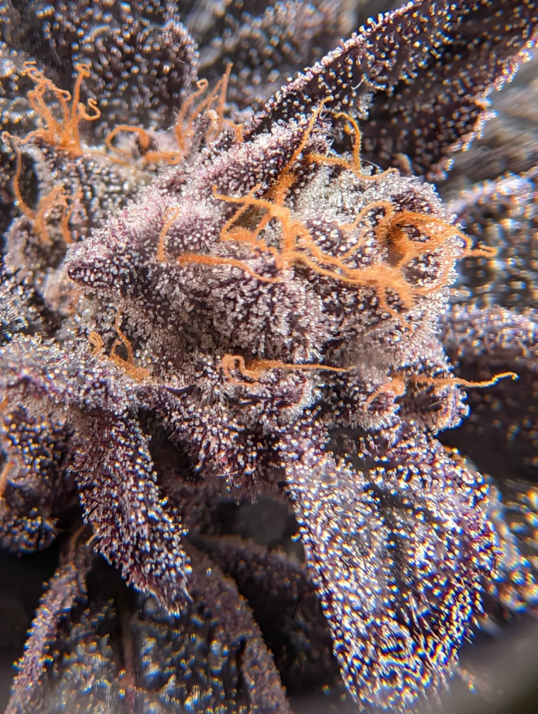 Instagram Biscotti Gelato