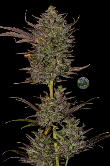 Instagram Mexican Airlines Auto