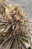 Instagram GG4 Sherbet FF