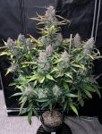 Instagram Papaya Cookies Auto™