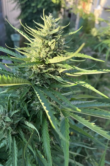 Instagram Afghan Kush Auto