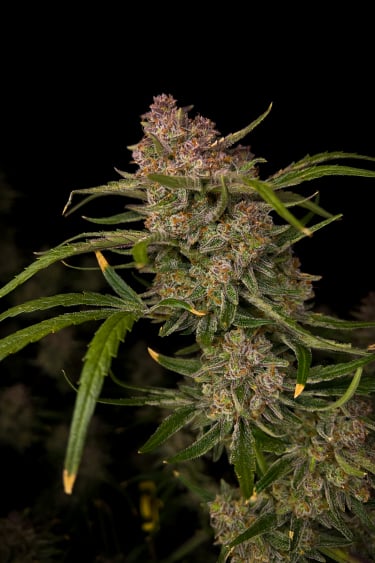 Instagram Guava Auto