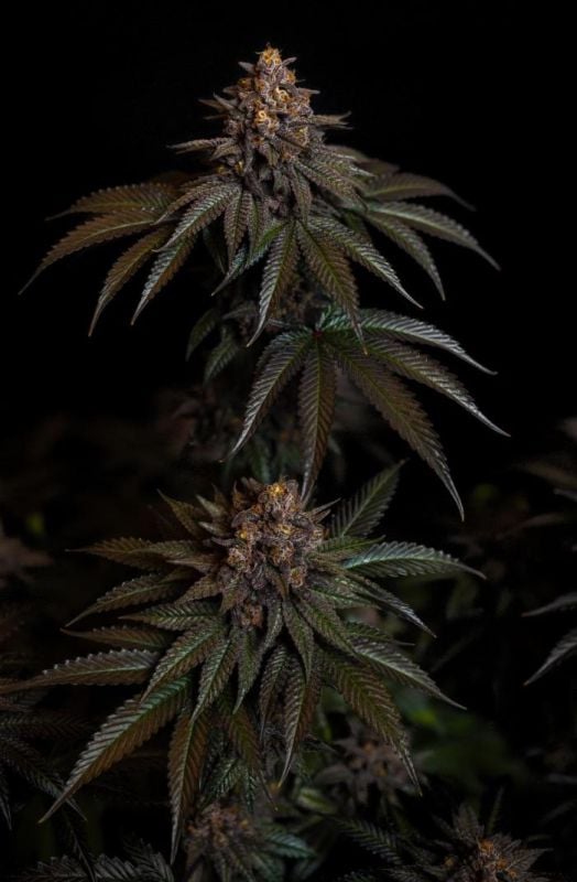 Instagram Lemon Cherry Runtz