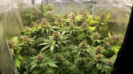 Instagram Tropicana Cookies FF