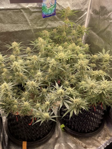 Instagram Girl Scout Cookies Auto