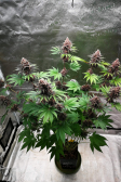 Instagram Purple Lemonade FF