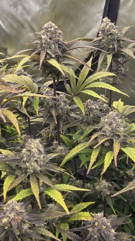 Instagram Sundae Frost Auto