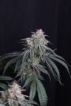 Instagram Garlic Mint Sherbet Auto™
