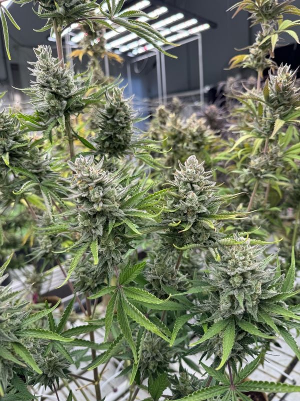 Instagram Mix Pack Auto RF3