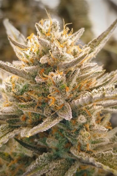 Instagram Wedding Glue Auto