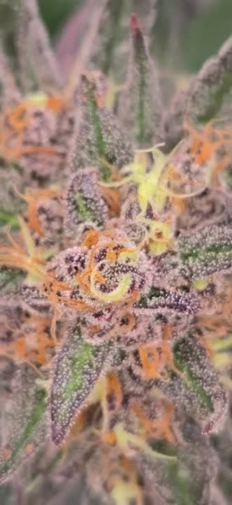 Mango Cherry Runtz Auto @chubbs 1