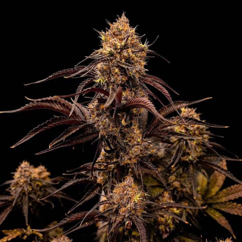 AUTO | Guava Runtz Auto™