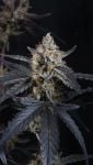 Instagram Guava Runtz Auto™