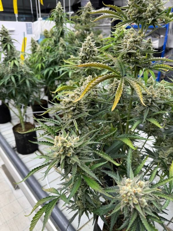 Instagram OG Kush Auto
