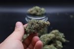 Instagram Garlic Mint Sherbet Auto™