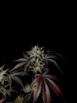 Instagram Mendo Frost Auto™