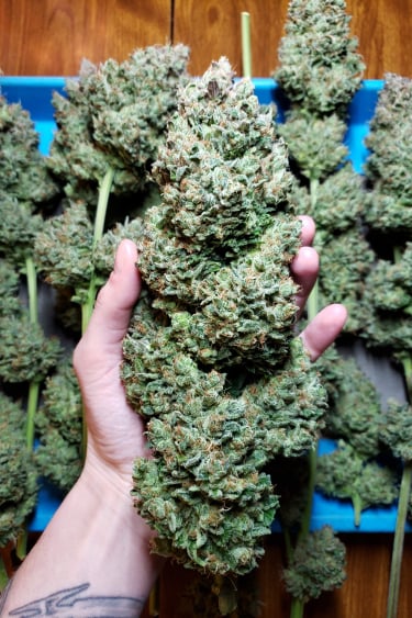 Instagram Kosher Cake Auto