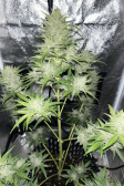 Instagram Pound Cake Auto™