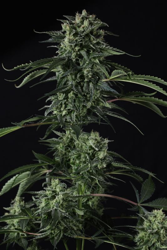 Instagram Banana Guava Auto