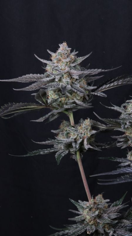 Instagram Mendo Guava Auto