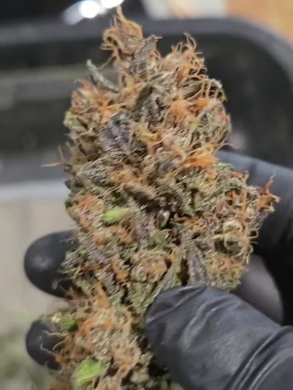 Mango Cherry Runtz Auto @chubbs 