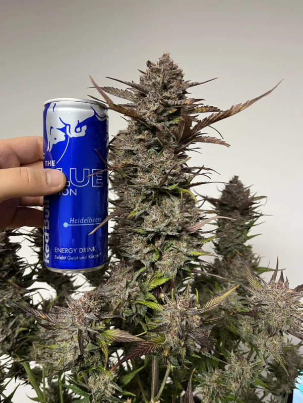 Instagram Guava Auto