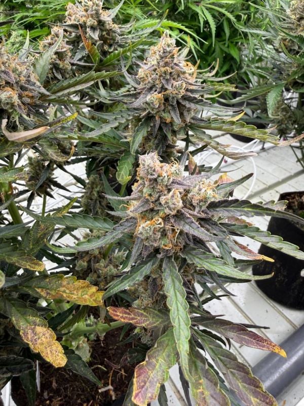 Instagram Big Bud Auto
