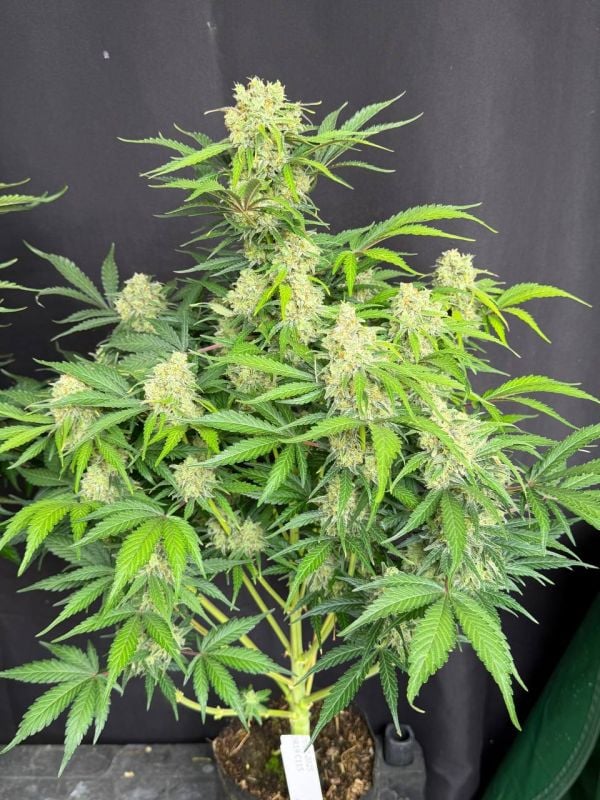 Instagram Moby Dick Auto