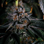 Instagram Papaya Sherbet™