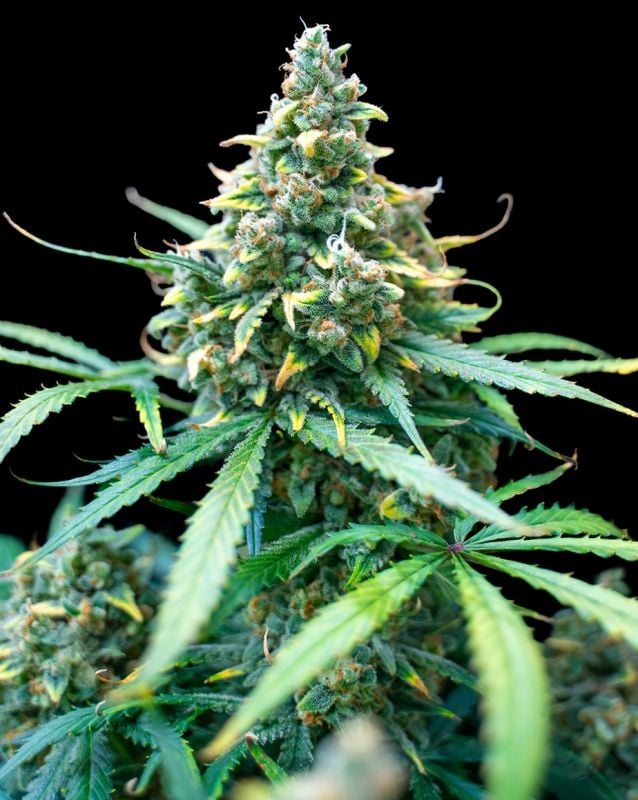 Instagram BubbleGum Auto