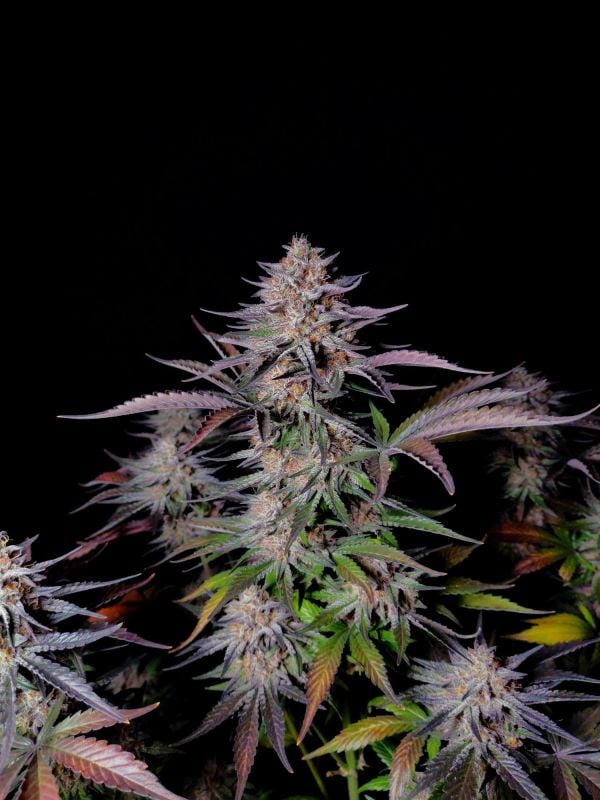 Instagram Guava Sundae Auto