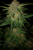 Instagram Lemon Cherry Cookies Auto