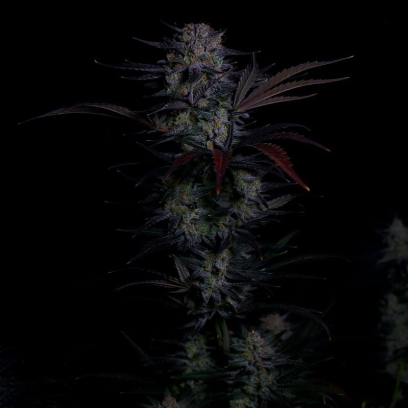 Instagram Mendo Frost Auto