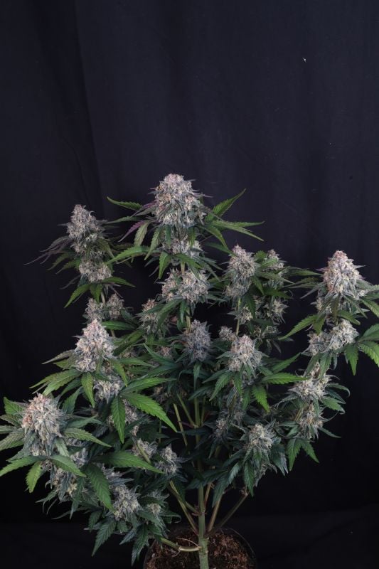 Instagram Lemon Cherry Sundae Auto