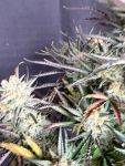 Instagram Blueberry Auto