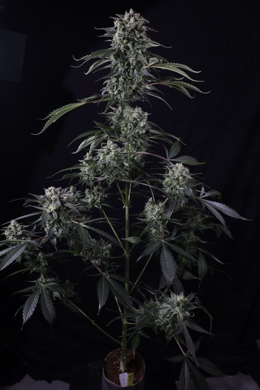 Instagram Banana Guava Auto