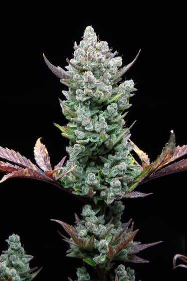 Instagram Wedding Glue Auto