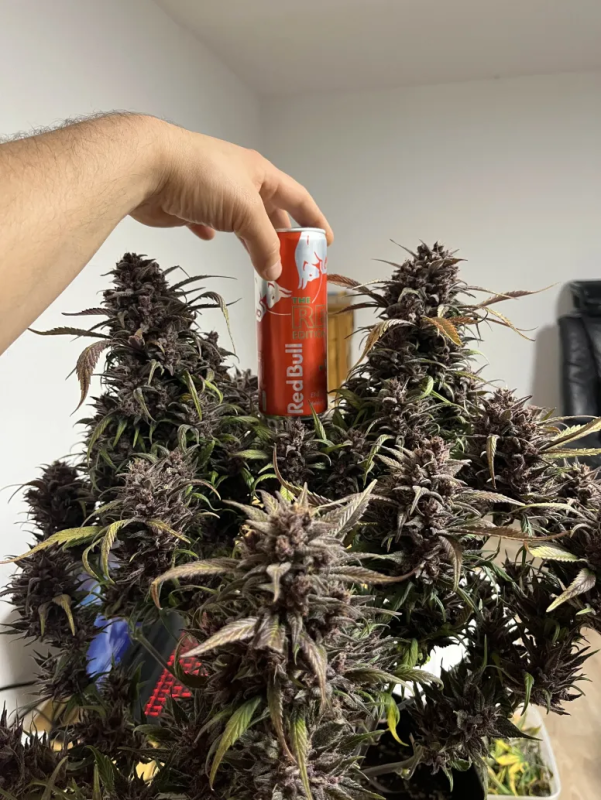 Instagram Strawberry Gorilla Auto