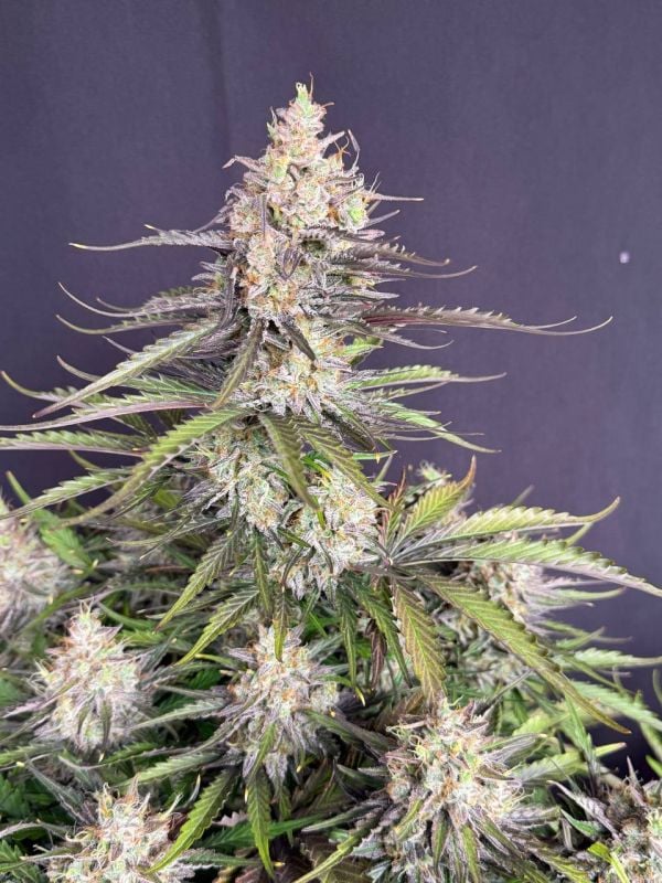 Instagram Trainwreck Auto