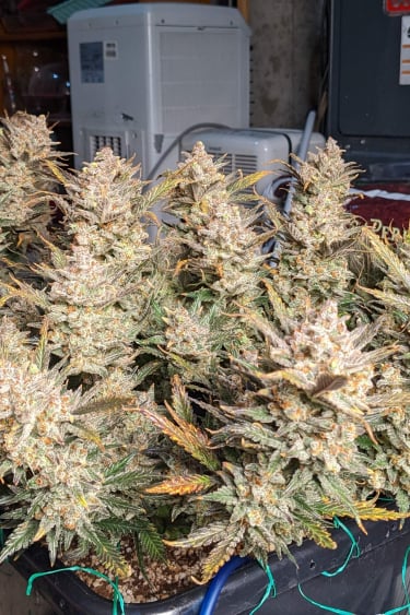 Instagram Wedding Glue Auto