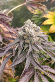 Instagram Lemon Cherry Runtz™