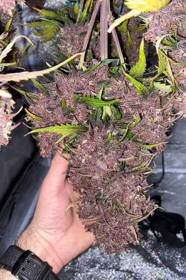 Instagram LSD25 Auto