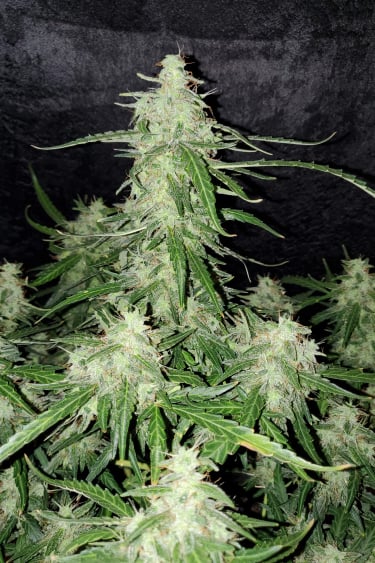Instagram Jack Herer Auto